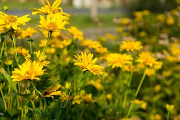 Yellow flower. Czech Republic