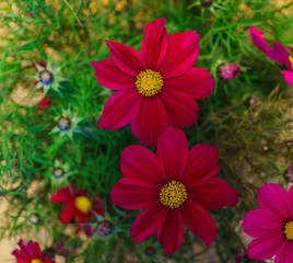 Obraz premium Beautiful kosmeya flowers. Image of a beautiful red kosmeya flower in the garden.