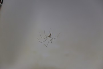Spider on web. Czech Republic
