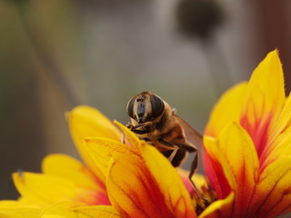 bee on a bright flower macro