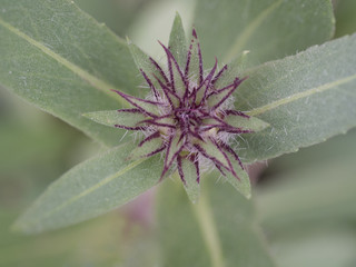 wonderful plant with shaggy leaves close up
