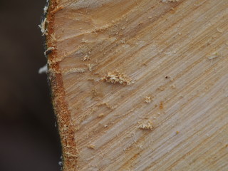 natural texture saw cut wood closeup