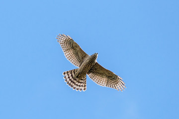 Northern goshawk young flying under blue sky. Strong powerful hawk. Bird of prey in wildlife.
