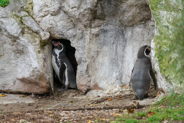 Fototapeta premium Pinguin