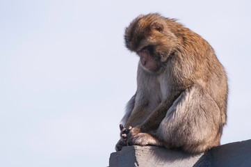 Monkey on top of a wall counting fingers, seeming sad and troubled.
