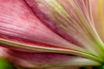 Close-up of reverse pastel pink lily flower