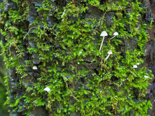 Mini setas entre el musgo en la corteza de un árbol.