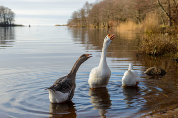Three geese on the lake