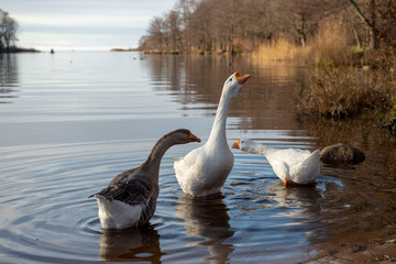 Three geese on the lake