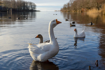 Three geese on the lake