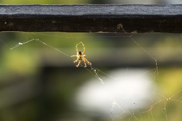 Spider on web. Czech Republic