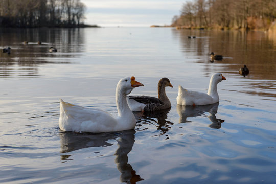 Three geese on the lake