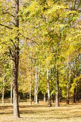 Idyllic Autumn trees out of focus, natural bokeh background
