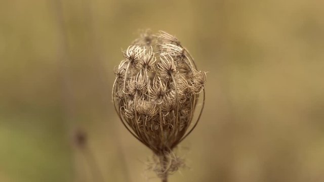 dry wild carrot plant with mature seeds close up