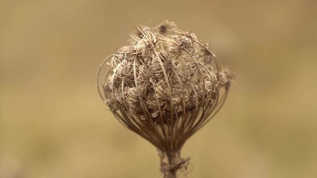 dry wild carrot plant with mature seeds close up