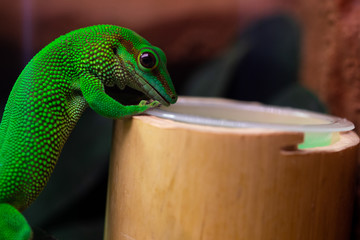 Phelsuma an einer Bambusstange