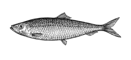 Ink sketch of herring. - obrazy, fototapety, plakaty