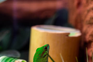 Phelsuma an einer Bambusstange