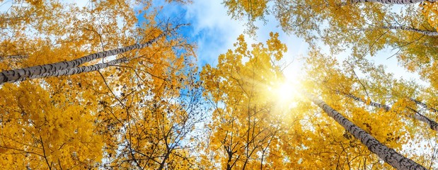 Birch grove view of the crown of the trees and sky on sunny autumn day, panorama, banner
