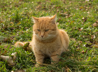 cat on the grass