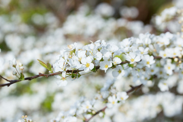 ユキヤナギの花