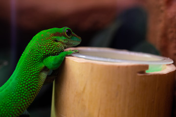 Phelsuma an einer Bambusstange