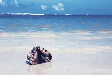 Fototapeta na wymiar Sea shell on tropical beach. Travel background.