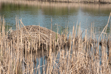 muskrat home in the lake