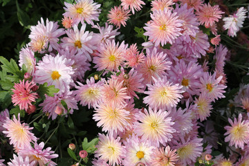 Hardy chrysanth (Chrysanthemum koreanum) or Hardy Mum. Cultivar with pink double flowers