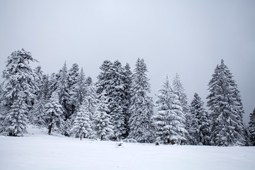 Snowy fir trees
