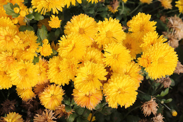 Hardy chrysanth (Chrysanthemum koreanum) or Hardy Mum. Cultivar with yellow flowers
