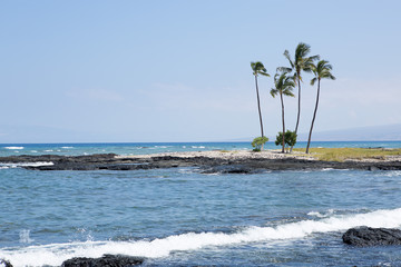 ocean waves palm trees