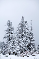 Snowy fir trees