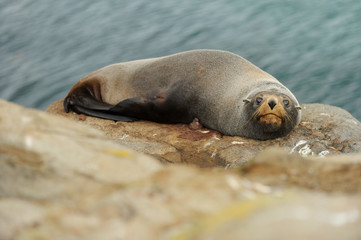 Seal lying in front of the sea