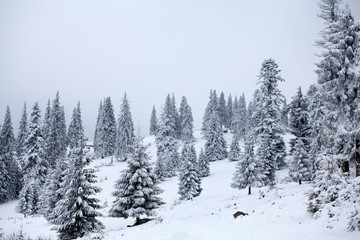 Snowy fir trees
