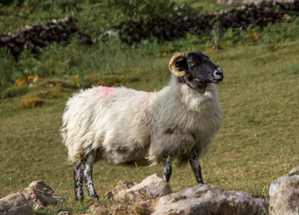 Obraz premium Closeup of Mayo Mountain Sheep, Ireland