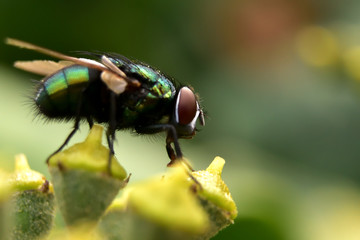 green bottle fly 
