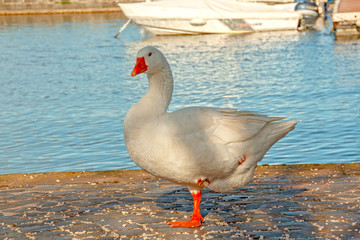 Fototapeta premium big white duck lifting its leg and watching camera