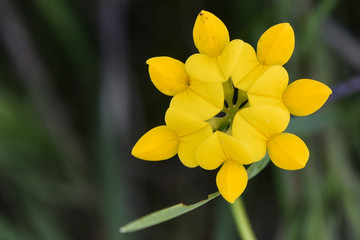 yellow flower