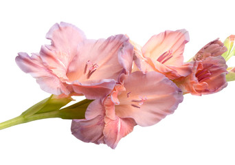 Fototapeta na wymiar beautiful bright gladiolus flower isolated on white