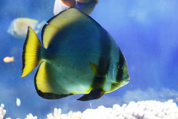 tropical fish in an aquarium
