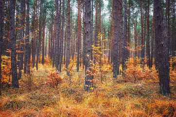 Obraz premium Mysterious autumnal forest scenery.
