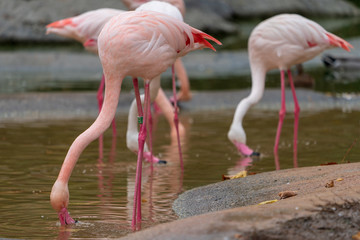 Flamingos