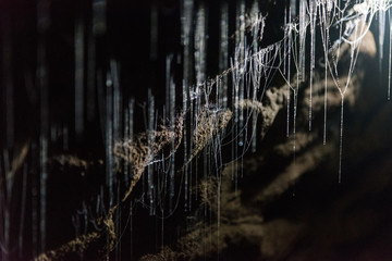 Fungus Gnat - Arachnocampa Waitomo New Zealand