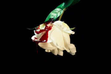 A white rose bud, covered with dripping red blood, black background. Macro close-up shot. Concept:...