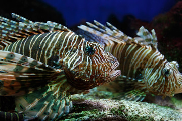 lion fish