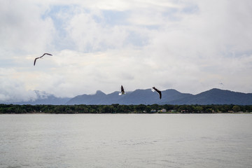 flock of seagulls on the beach