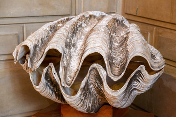 Giant Clam Shell