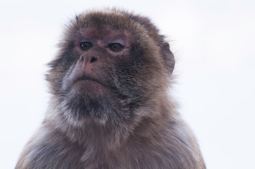 Monkey with raised eyebrows.