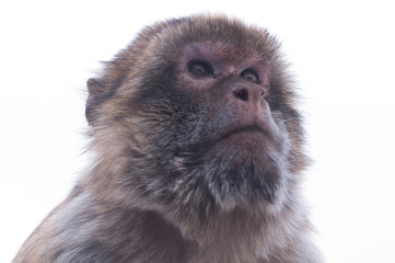 Barbary macaques